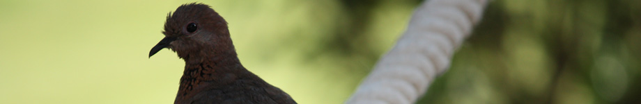 Il taccuino di Armando Leotta Rotating Header Image